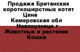 Продажа Британских короткошерстных котят › Цена ­ 3 000 - Кемеровская обл., Новокузнецк г. Животные и растения » Кошки   